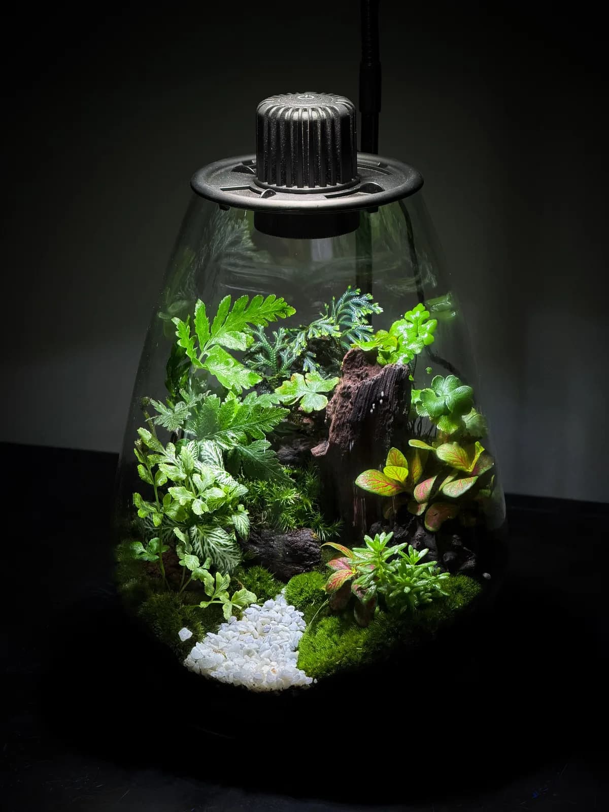 A closed terrarium with moss and ferns, built by Joe