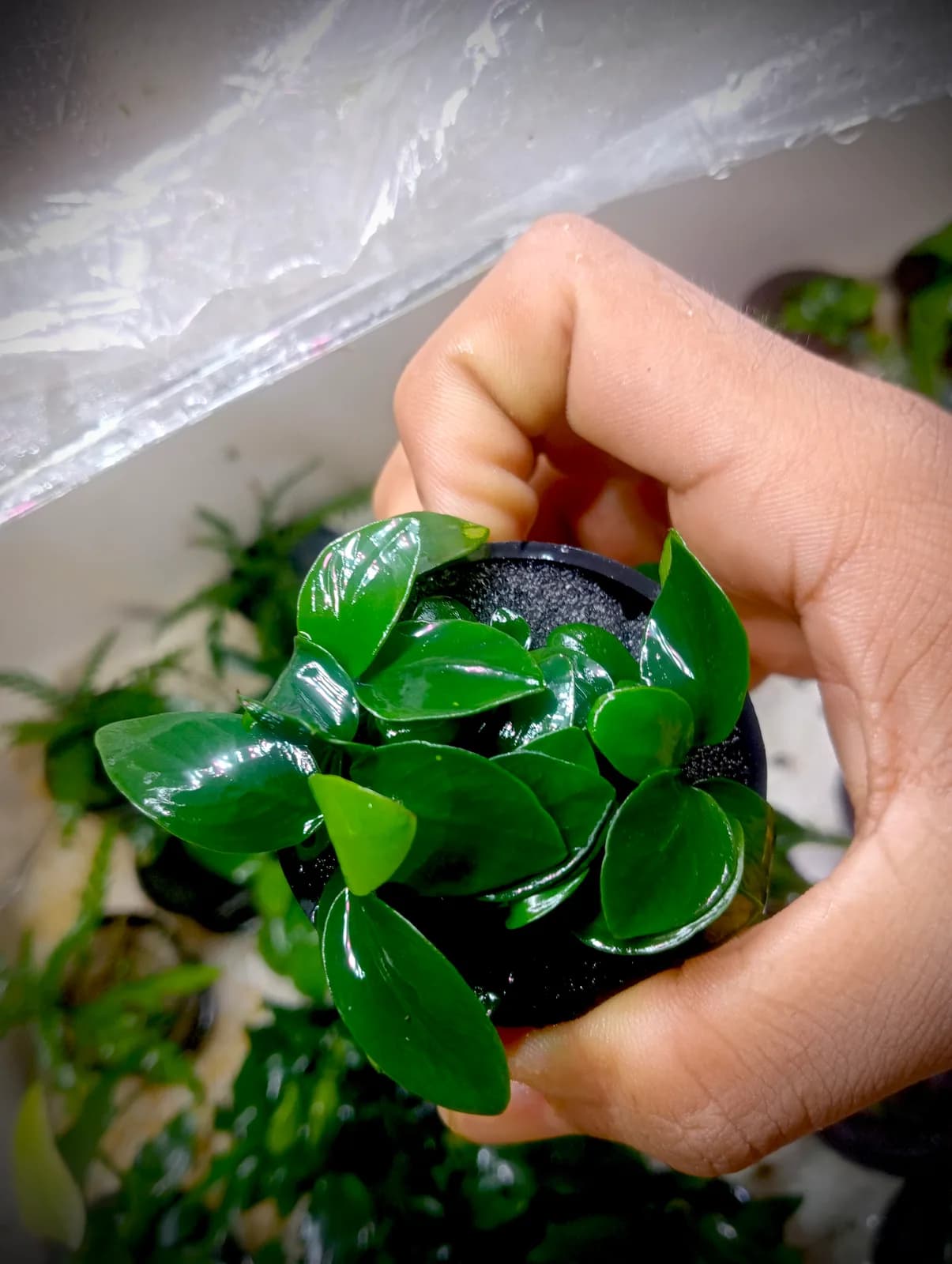 Live plants being wrapped and packed for shipping