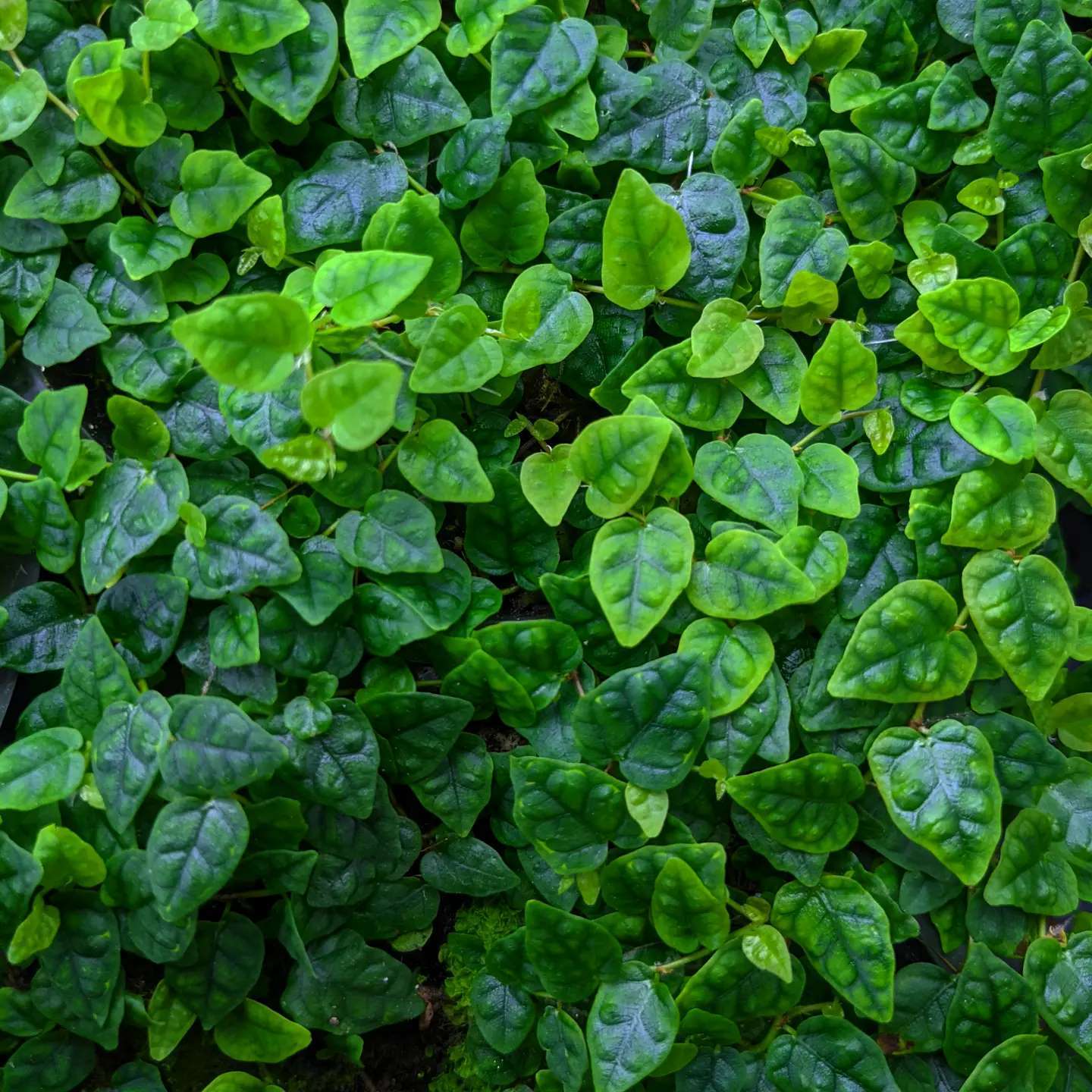 Ficus Pumila Minima(Jiffysize)